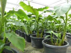Bananenstaude als Gruppe bis 10 Pflanzen Banane Musa Basjoo 180 cm winterhart Staude japanische Faserbanane ^ Grünwaren Clearance