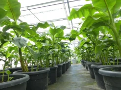 Bananenstaude als Gruppe bis 10 Pflanzen Banane Musa Basjoo 180 cm winterhart Staude japanische Faserbanane ^ Grünwaren Clearance