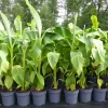 Grünwaren Bananenstaude Banane Musa Basjoo 120 - 150 cm winterhart Staude japanische Faserbanane Discount