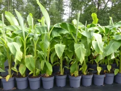 Grünwaren Bananenstaude Banane Musa Basjoo 120 - 150 cm winterhart Staude japanische Faserbanane Discount