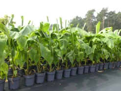 Grünwaren Bananenstaude Banane Musa Basjoo 120 - 150 cm winterhart Staude japanische Faserbanane Discount