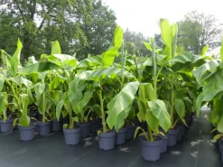 Grünwaren Bananenstaude Banane Musa Basjoo 120 - 150 cm winterhart Staude japanische Faserbanane Discount