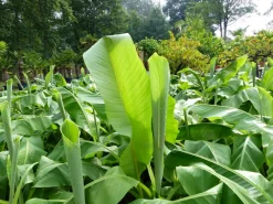 Grünwaren Bananenstaude Banane Musa Basjoo 120 - 150 cm winterhart Staude japanische Faserbanane Discount