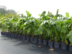 Grünwaren Bananenstaude Banane Musa Basjoo 120 - 150 cm winterhart Staude japanische Faserbanane Discount