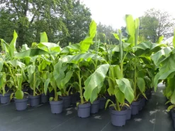 Grünwaren Bananenstaude Banane Musa Basjoo 120 - 150 cm winterhart Staude japanische Faserbanane Discount