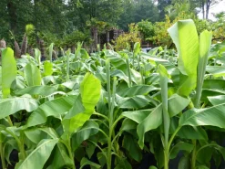 Grünwaren Bananenstaude Banane Musa Basjoo 120 - 150 cm winterhart Staude japanische Faserbanane Discount