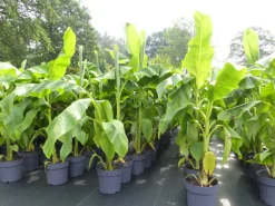 Grünwaren Bananenstaude Banane Musa Basjoo 120 - 150 cm winterhart Staude japanische Faserbanane Discount