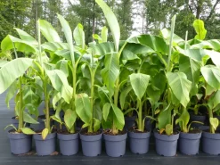 Grünwaren Bananenstaude Banane Musa Basjoo 120 - 150 cm winterhart Staude japanische Faserbanane Discount