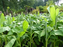 Grünwaren Bananenstaude Banane Musa Basjoo 120 - 150 cm winterhart Staude japanische Faserbanane Discount