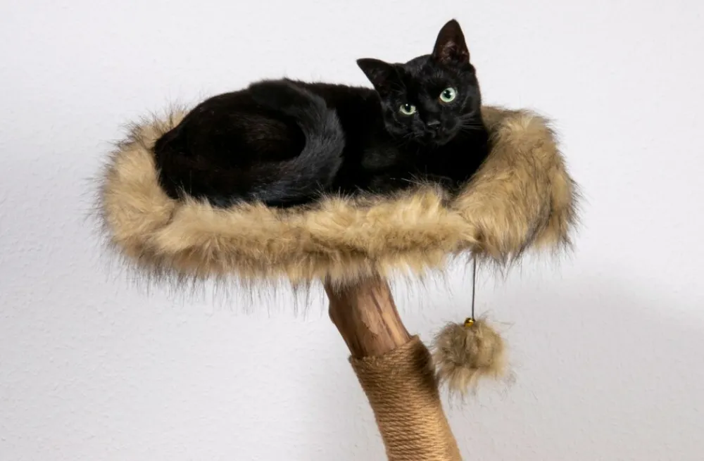 Dobar Design-Katzenmöbel - versch. Ausführungen Best