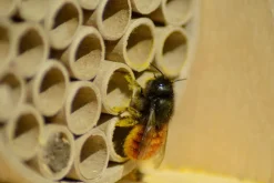 Große Profi-Wildbienen-Nisthilfe 6 versch. Füllungen mit Schutzrahmen - versch. Ausführungen ^ Dobar Hot