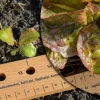 Dobar Pflanzen-Starter-Set aus Buchenholz Sale