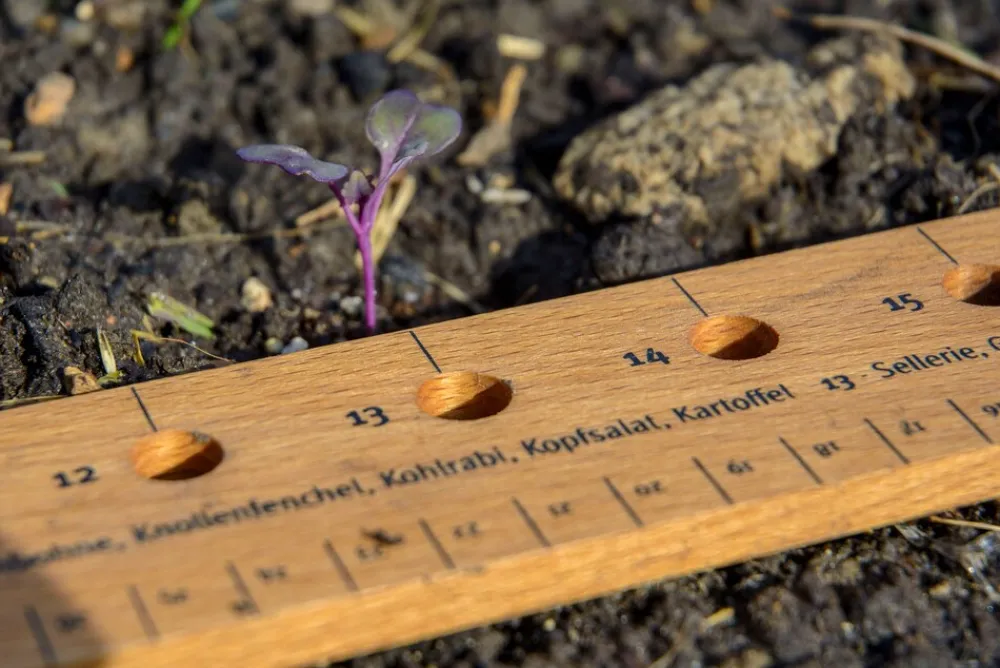 Dobar Pflanzen-Starter-Set aus Buchenholz Sale