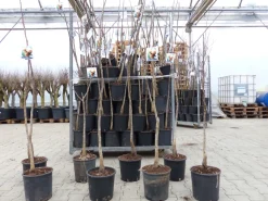 echter Walnussbaum Juglans regia 180 cm Obstbaum winterhart kräftiger Stamm Nussbaum ^ Grünwaren New