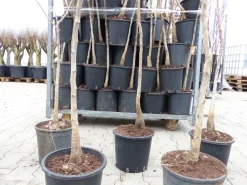 echter Walnussbaum Juglans regia 180 cm Obstbaum winterhart kräftiger Stamm Nussbaum ^ Grünwaren New