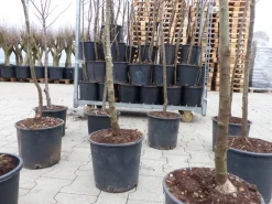 Esskastanie Castanea sativa 180 cm Kastanie Kastanienbaum Pflanze winterhart ^ Grünwaren Sale