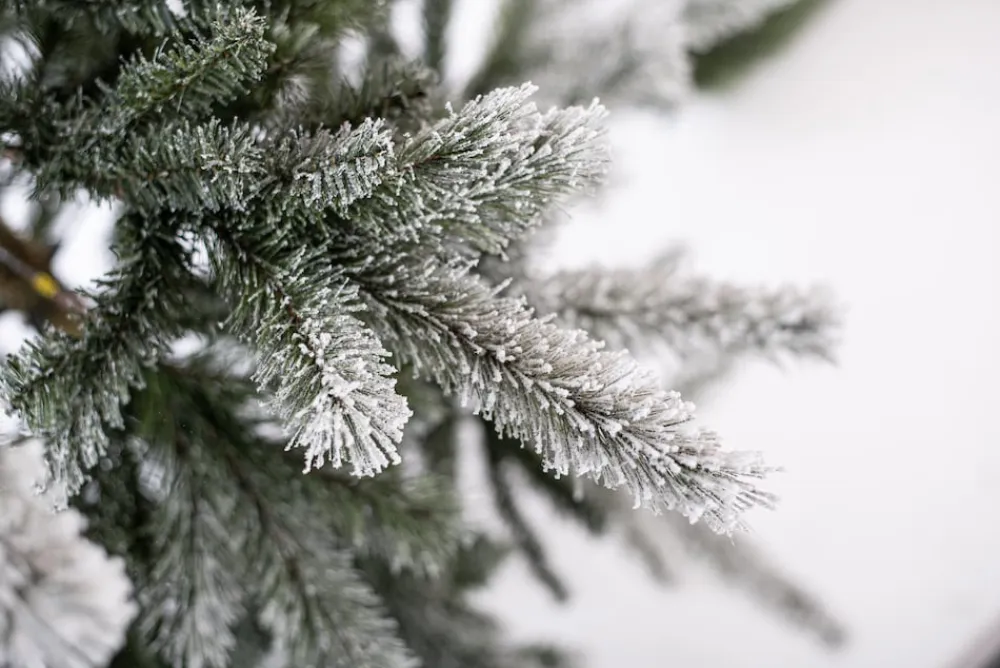 Weihnachtsbaum Sherwood Fichte 180 cm ^ EVERGREEN Hot