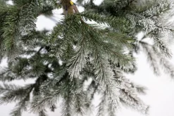 Weihnachtsbaum Sherwood Fichte 180 cm ^ EVERGREEN Hot