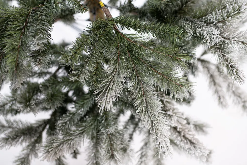 Weihnachtsbaum Sherwood Fichte 180 cm ^ EVERGREEN Hot