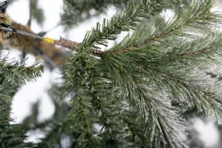 Weihnachtsbaum Sherwood Fichte 180 cm ^ EVERGREEN Hot