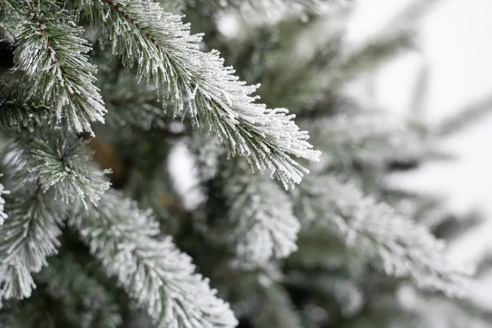 Weihnachtsbaum Sherwood Fichte 180 cm ^ EVERGREEN Hot