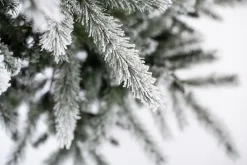 Weihnachtsbaum Sherwood Fichte 180 cm ^ EVERGREEN Hot