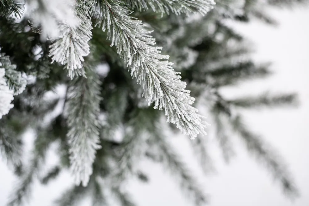 Weihnachtsbaum Sherwood Fichte 180 cm ^ EVERGREEN Hot