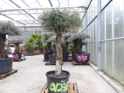 exakt dieser Baum Nr. 9|238, 210 cm, Olivenbaum, knorrige alte urige Olive winterhart ^ Grünwaren Best