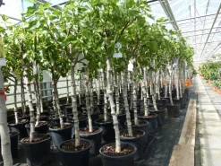 Feigenbaum 150-180 cm Obstbaum winterhart kräftiger Stamm, Ficus Carica, Feige, Obst ^ Grünwaren Clearance