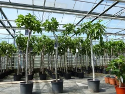 Feigenbaum 150-180 cm Obstbaum winterhart kräftiger Stamm, Ficus Carica, Feige, Obst ^ Grünwaren Clearance