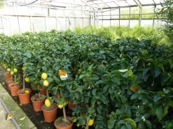 Grünwaren : echter Zitronenbaum 50 - 70 cm Zitrone Citrus Limon Zitruspflanze Best