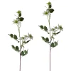 Clematis Weiß 2er Set 78 cm ^ NTK-Collection New
