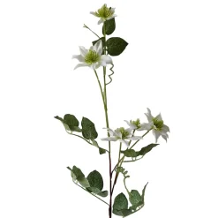Clematis Weiß 2er Set 78 cm ^ NTK-Collection New