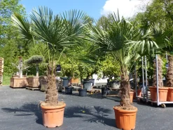 Grünwaren 2 Stück im Palmenset Trachycarpus fortunei dicke Stämme 200 cm Hanfpalme, winterharte Palme bis -18°C Sale