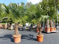 Grünwaren 2 Stück im Palmenset Trachycarpus fortunei dicke Stämme 200 cm Hanfpalme, winterharte Palme bis -18°C Sale