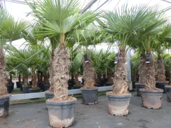 2 Stück im Palmenset Trachycarpus fortunei dicke Stämme 200 cm Hanfpalme, winterharte Palme bis -18°C ^ Grünwaren Online