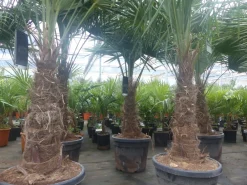 Grünwaren 3 Stück im Palmenset Trachycarpus fortunei dicke Stämme 200 cm Hanfpalme, winterharte Palme bis -18°C Online
