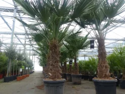 2 Stück im Palmenset Trachycarpus fortunei dicke Stämme 200 cm Hanfpalme, winterharte Palme bis -18°C ^ Grünwaren Clearance