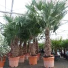 3 Stück 45L Trachycarpus Fortunei Palme, winterhart 200 - 250 cm ^ Grünwaren New