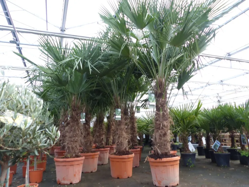 3 Stück 45L Trachycarpus Fortunei Palme, winterhart 200 - 250 cm ^ Grünwaren New