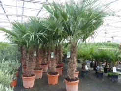 3 Stück 45L Trachycarpus Fortunei Palme, winterhart 200 - 250 cm ^ Grünwaren New