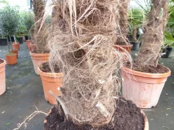 3 Stück 45L Trachycarpus Fortunei Palme, winterhart 200 - 250 cm ^ Grünwaren New