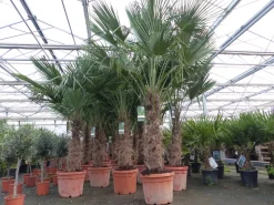 3 Stück 45L Trachycarpus Fortunei Palme, winterhart 200 - 250 cm ^ Grünwaren New