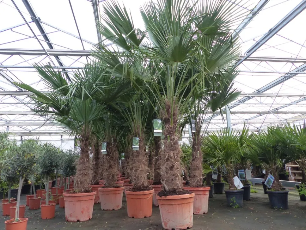 3 Stück 45L Trachycarpus Fortunei Palme, winterhart 200 - 250 cm ^ Grünwaren New