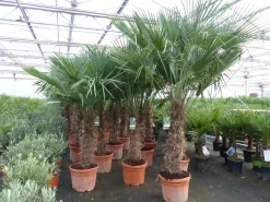3 Stück 45L Trachycarpus Fortunei Palme, winterhart 200 - 250 cm ^ Grünwaren New