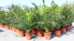 Grünwaren 2 Stück Palme XXL 180 cm Phoenix canariensis, kanarische Dattelpalme, winterhart New
