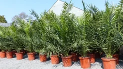 4 Stück Palme XXL 190 - 230 cm Phoenix canariensis, kanarische Dattelpalme, ^ Grünwaren Sale