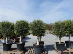 Grünwaren 2 Stück winterharter XL Olivenbaum Premiumqualität 45 Jahre, dicke Stämme, winterhart Clearance
