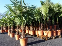 Grünwaren 3 Stück XXL Palme winterhart 200-220 cm Trachycarpus fortunei, Hanfpalme, Top-Qualität Best