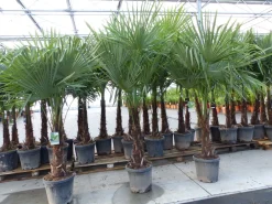 Grünwaren 3 Stück XXL+ Palme winterhart 190 - 220 cm Trachycarpus fortunei, Hanfpalme, Top-Qualität